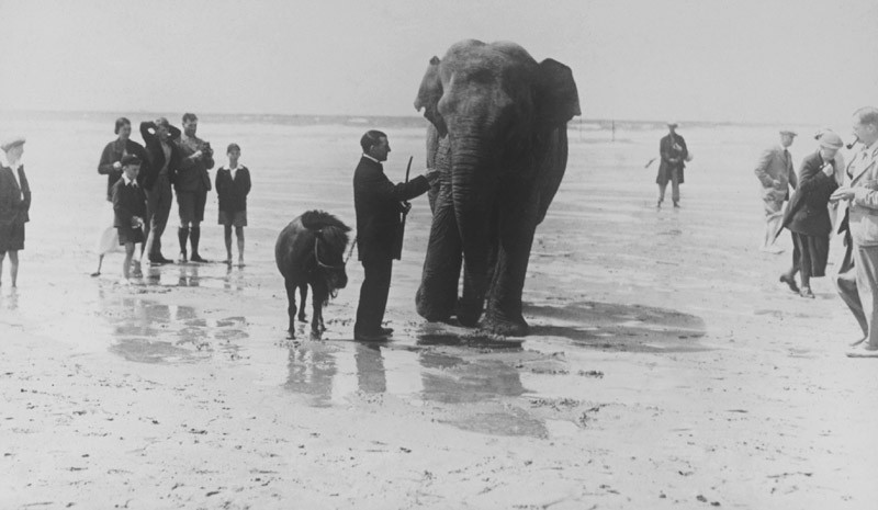 elephant.jpg